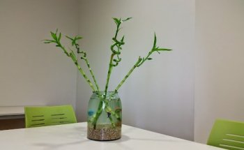 Bamboo Formación
